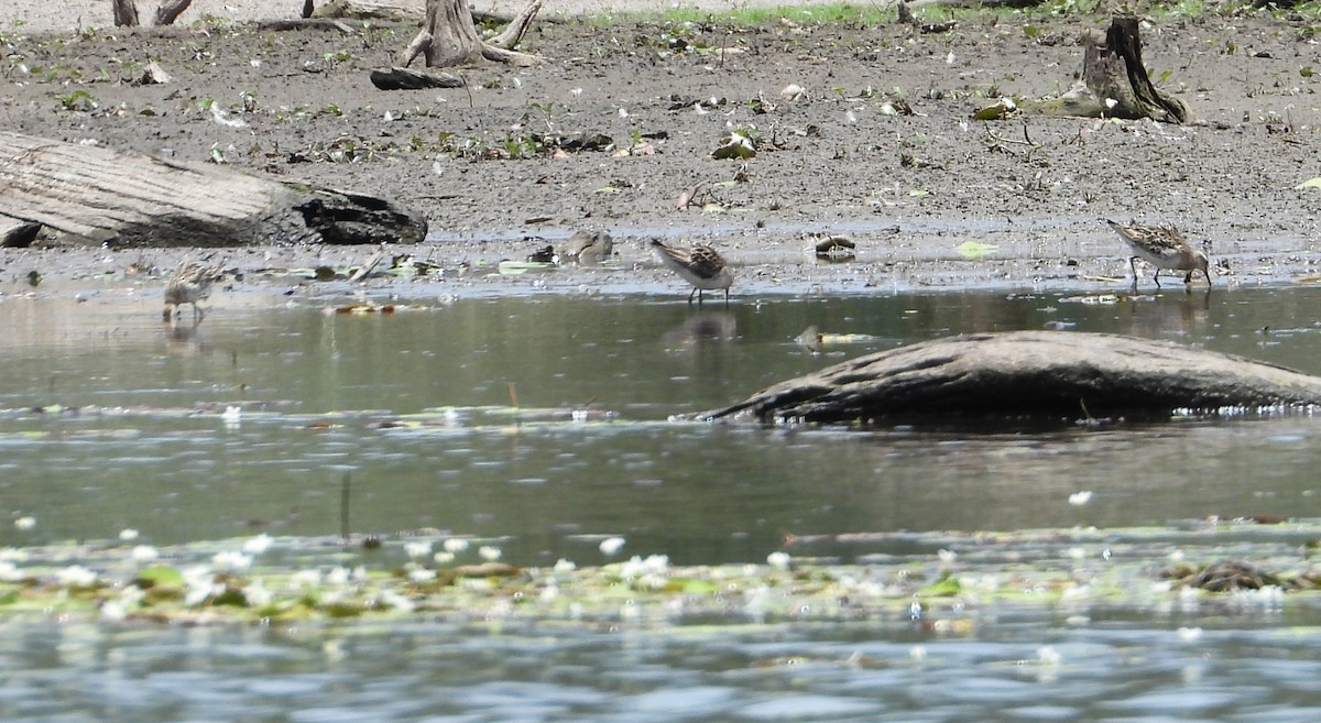 Sharp-tailed Sandpiper - ML612146550