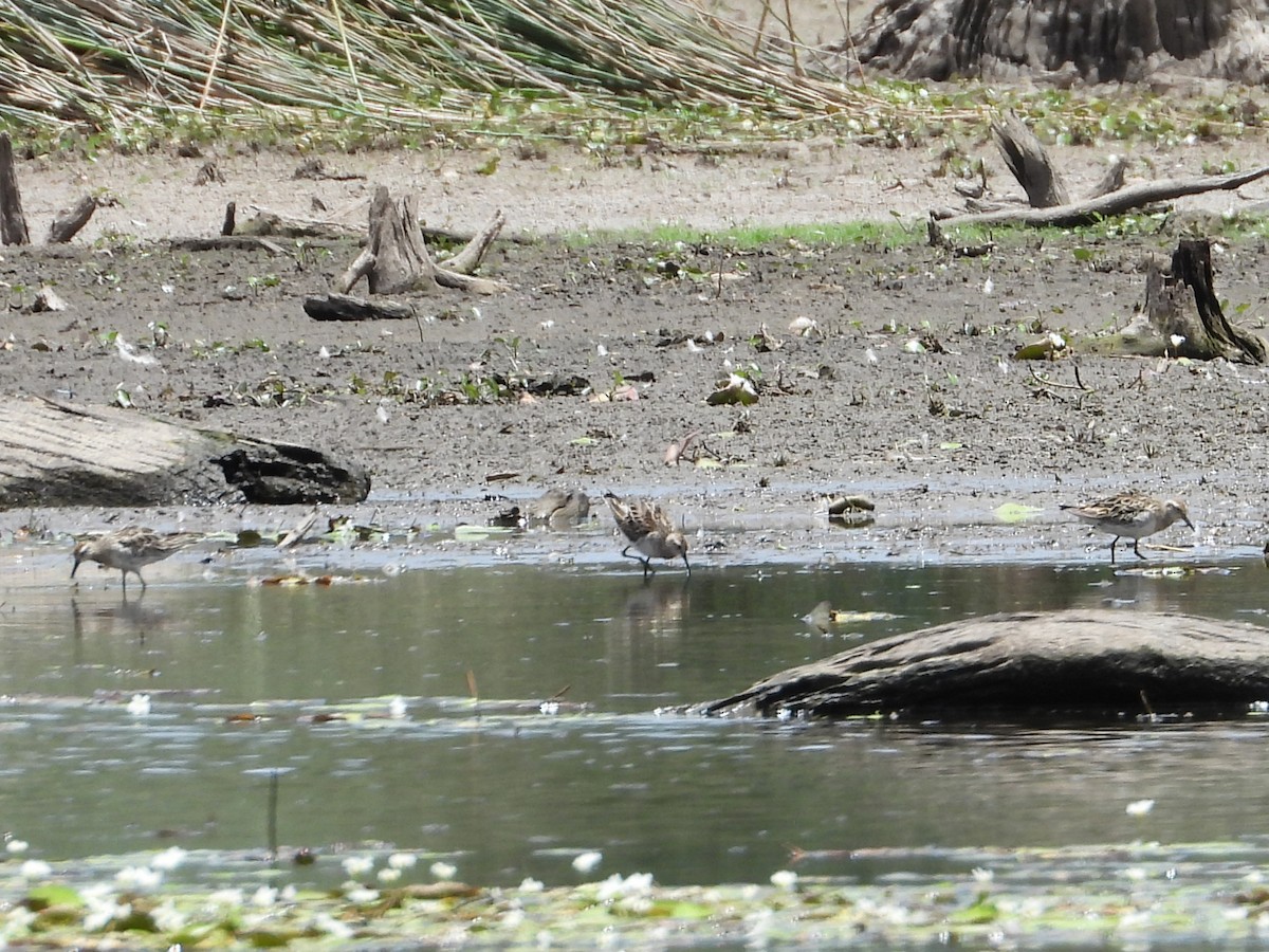 Sharp-tailed Sandpiper - ML612146551