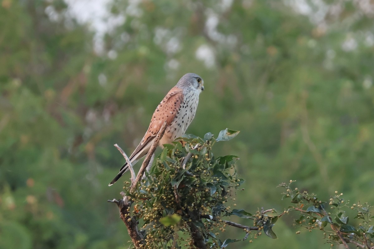 Eurasian Kestrel - ML612146655