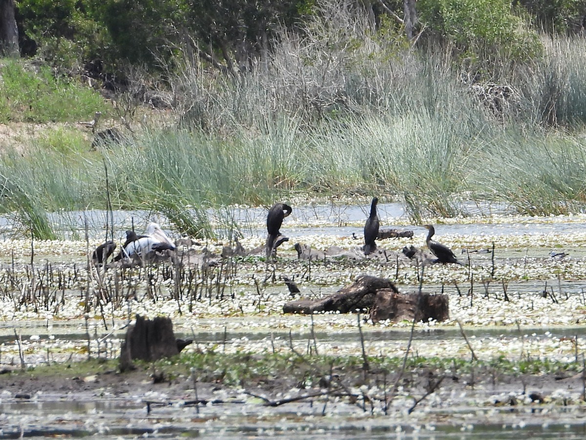 Great Cormorant - ML612146675