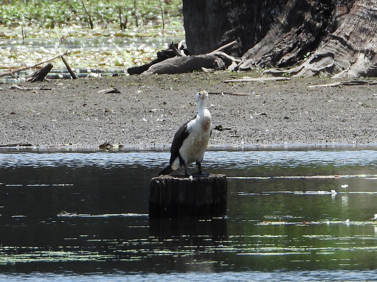 Pied Cormorant - ML612146683