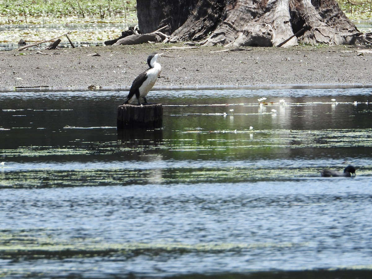 Pied Cormorant - ML612146684