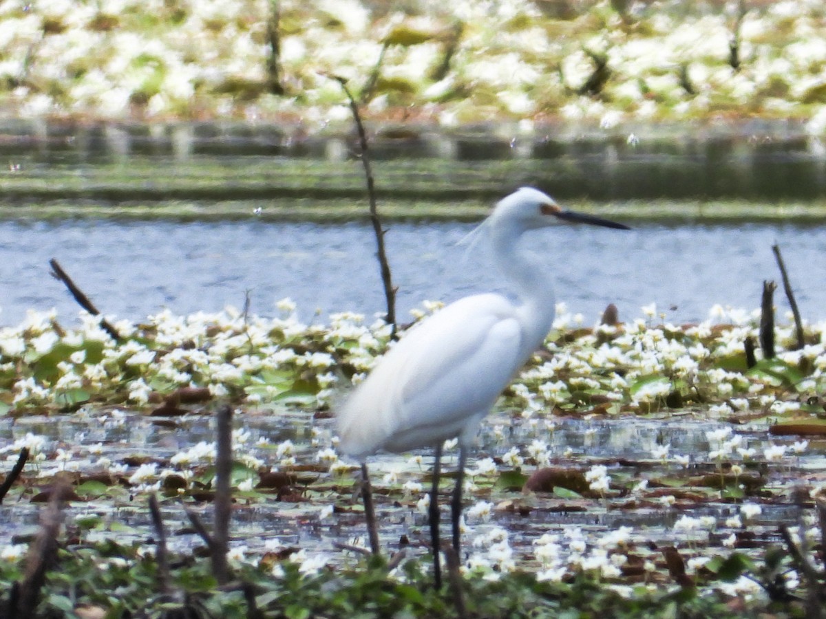 Little Egret (Australasian) - ML612146689