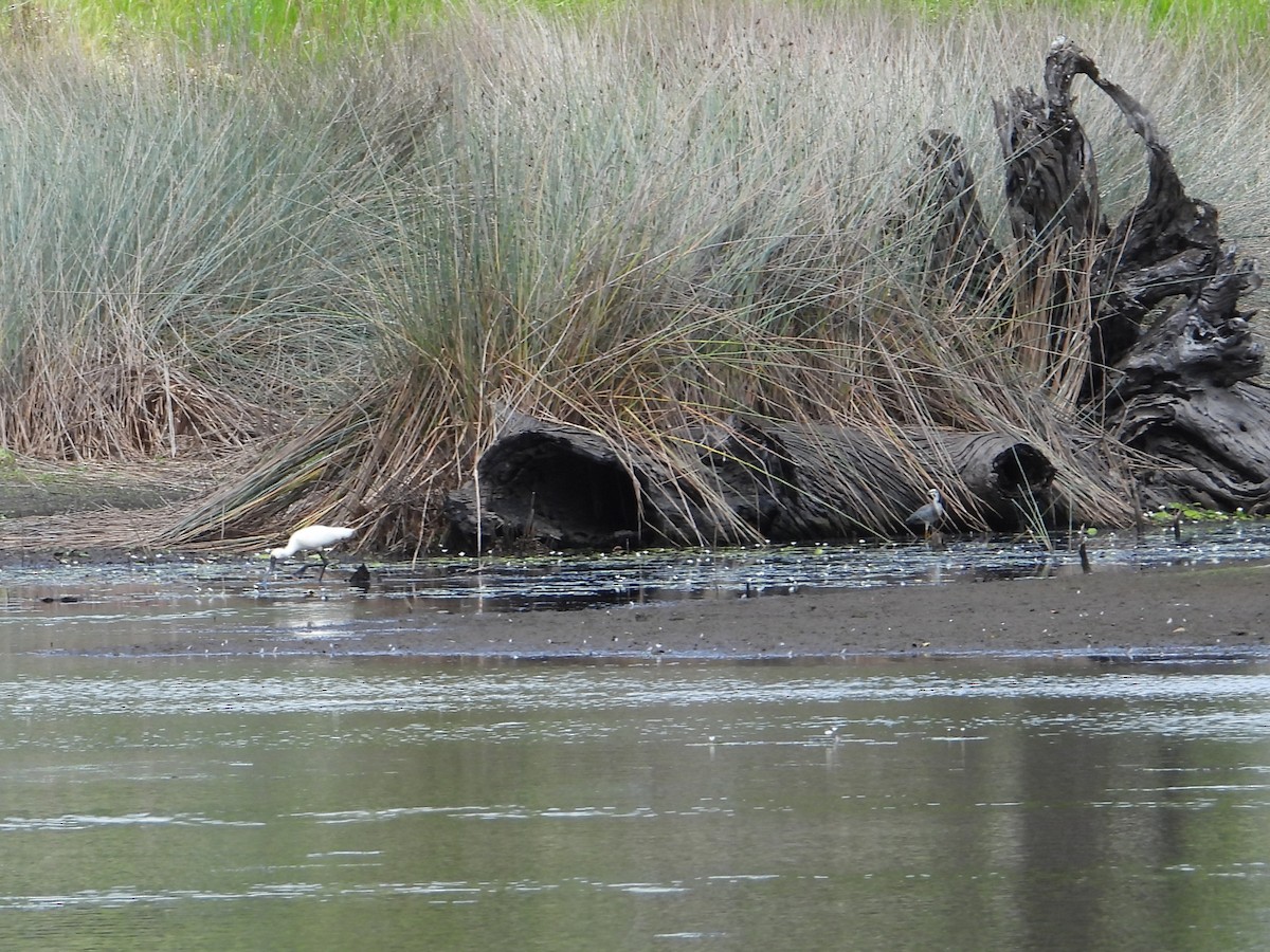 White-faced Heron - ML612146699