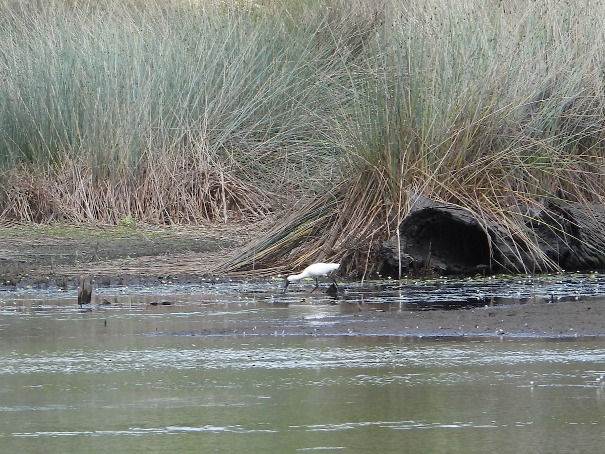 Royal Spoonbill - ML612146712