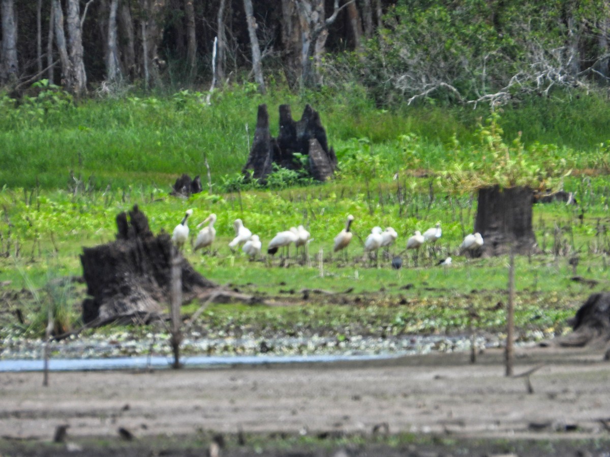 Yellow-billed Spoonbill - ML612146714