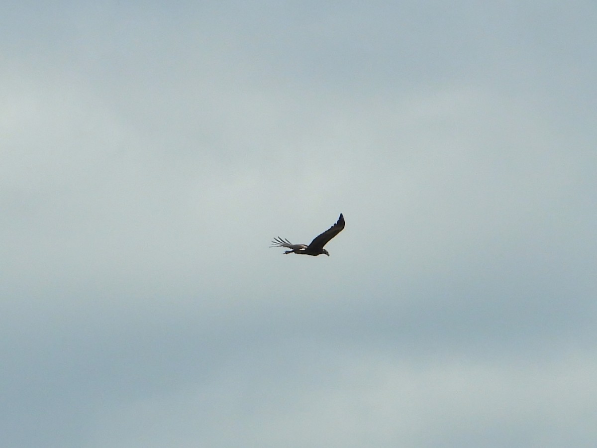 Wedge-tailed Eagle - ML612146719