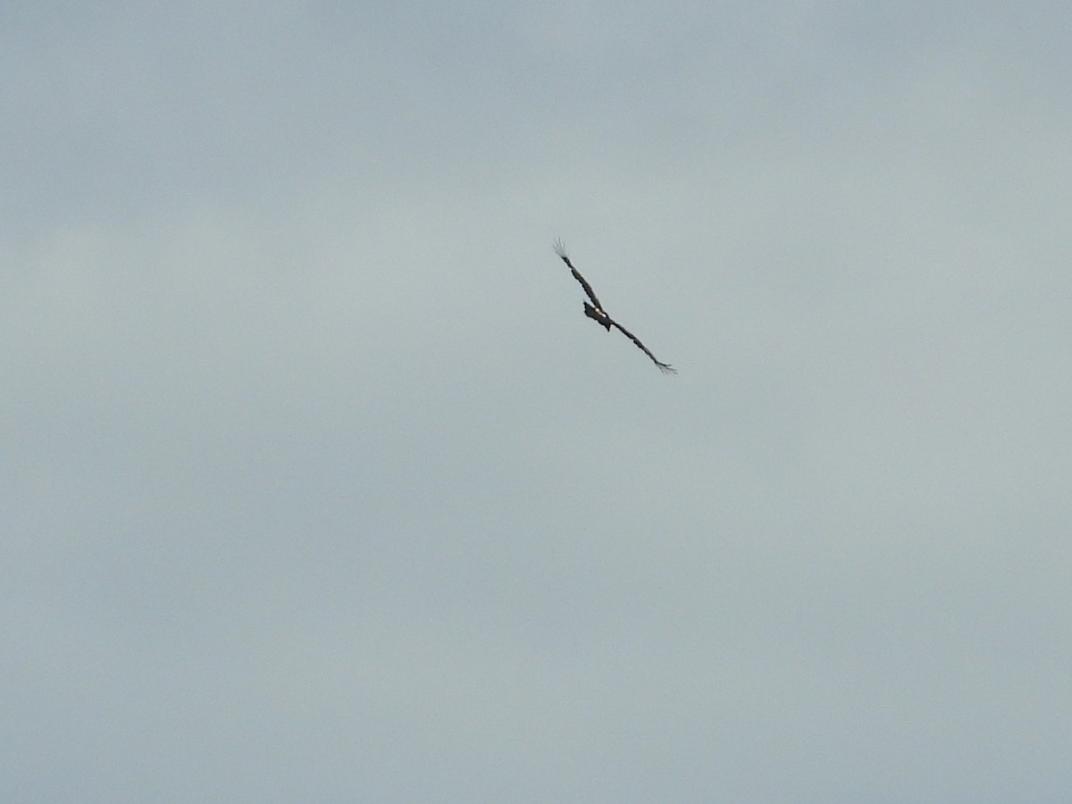 Wedge-tailed Eagle - ML612146720