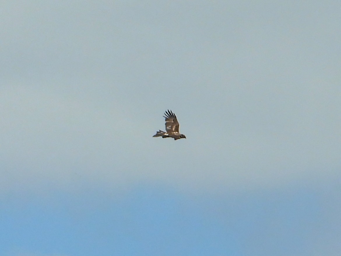 Wedge-tailed Eagle - ML612146721