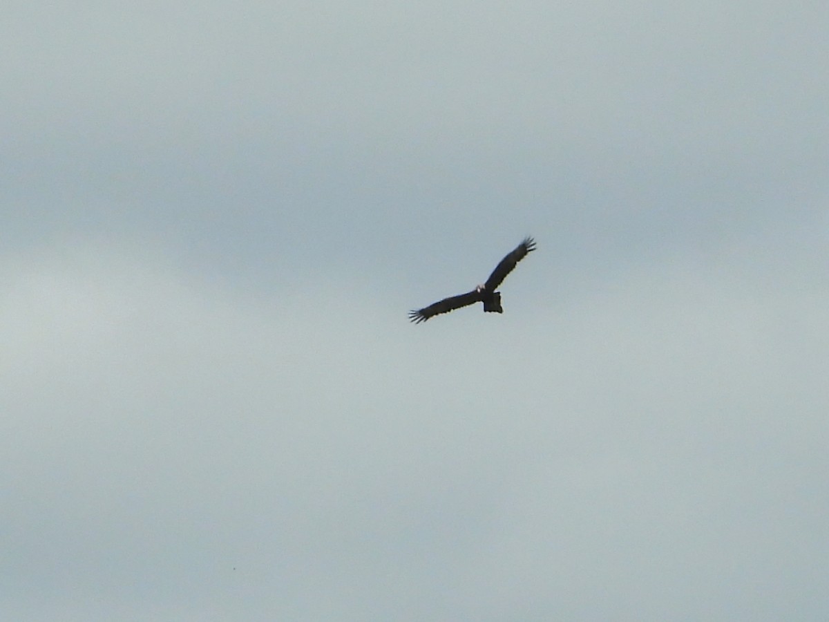 Wedge-tailed Eagle - ML612146722