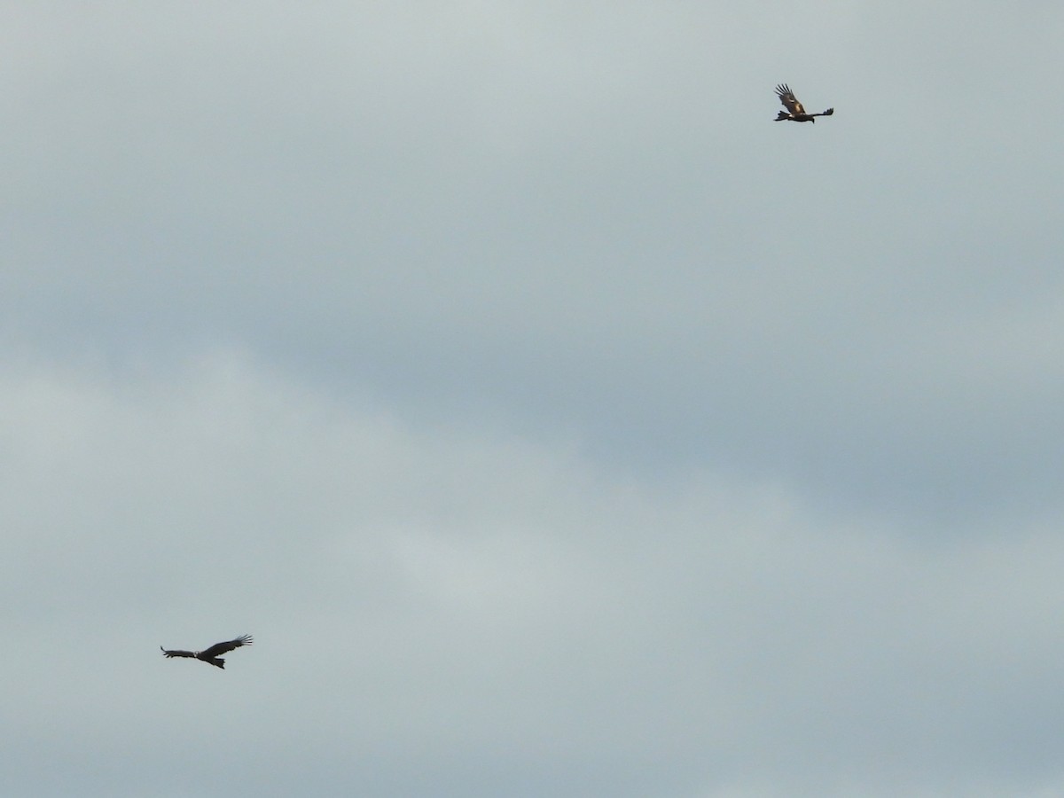 Wedge-tailed Eagle - ML612146723