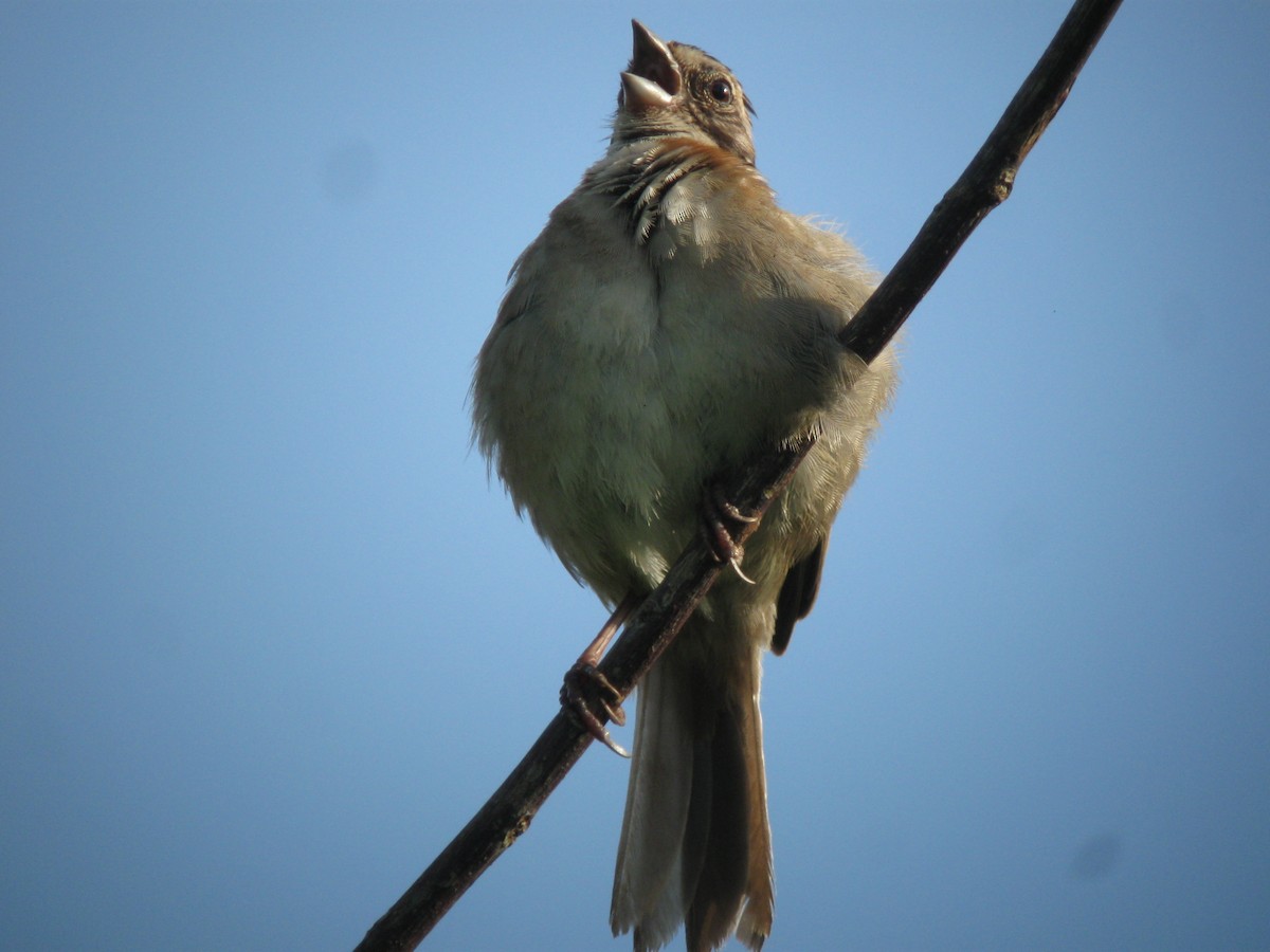 Rufous-collared Sparrow - ML612146826