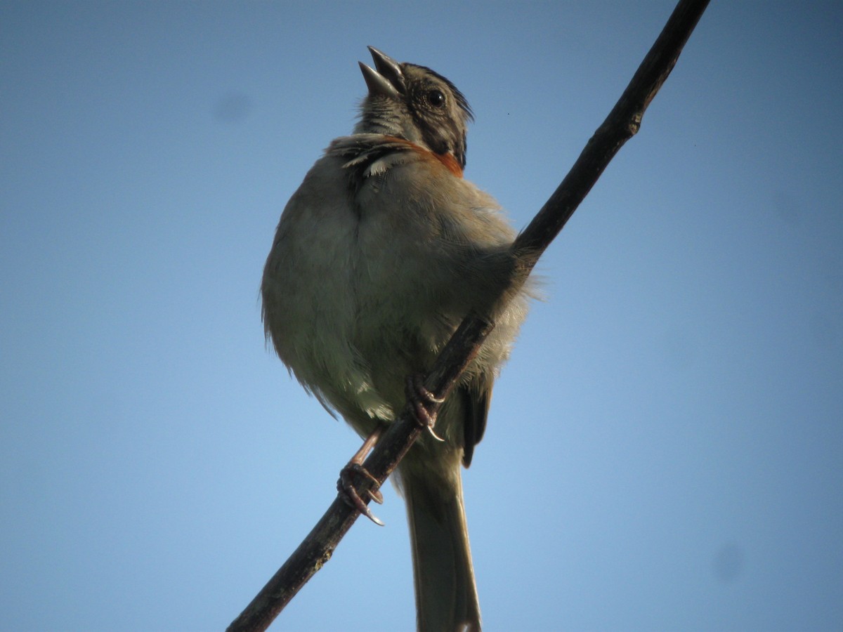 Rufous-collared Sparrow - ML612146828