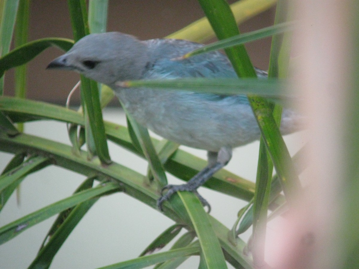 Sayaca Tanager - Jim Mead