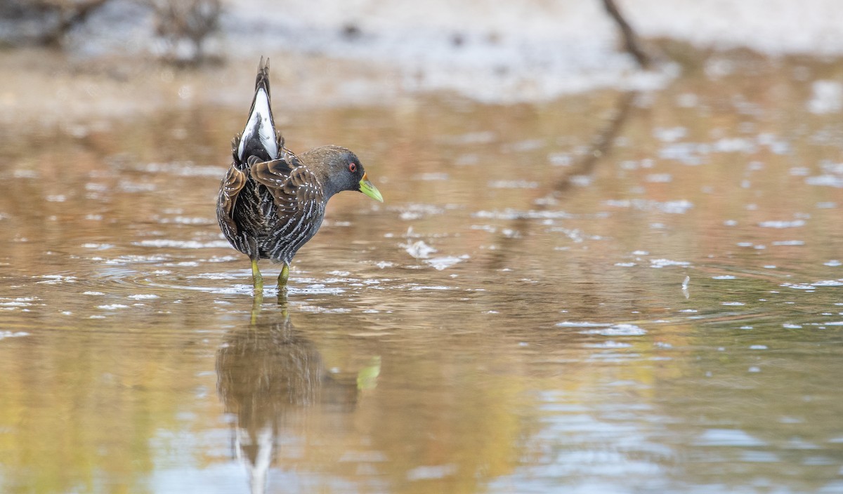 Australian Crake - ML612146993