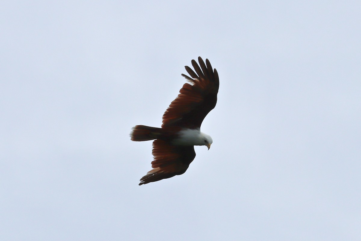 Brahminy Kite - ML612147131