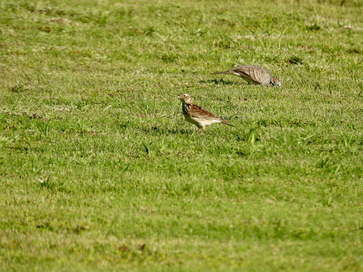 Eurasian Skylark - Corinna Honscheid