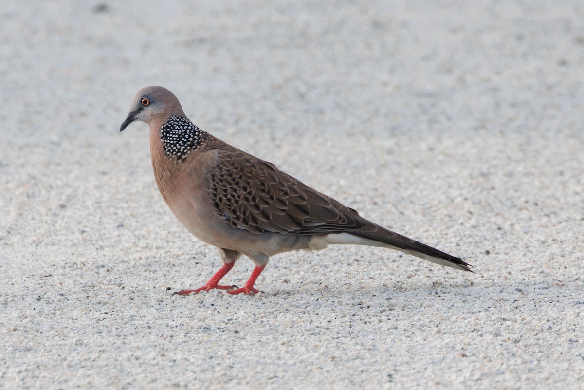 Spotted Dove - ML612147287