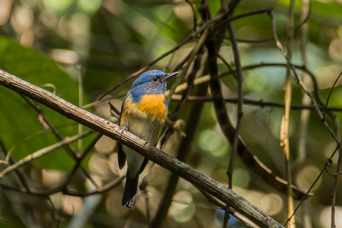 Blue-throated Flycatcher (Notch-throated) - ML612147357