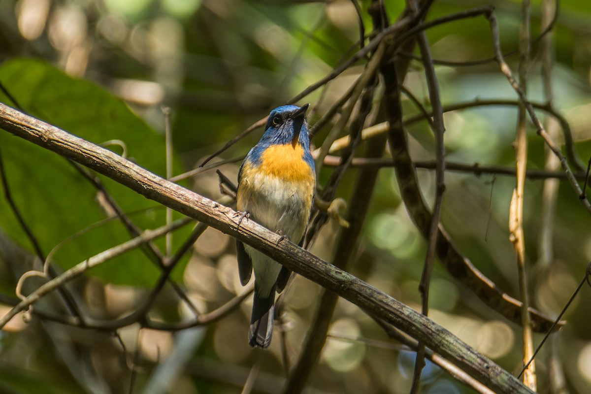 Blue-throated Flycatcher (Notch-throated) - ML612147358