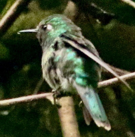 Emerald-chinned Hummingbird - ML612147443