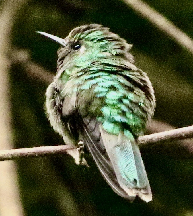 Emerald-chinned Hummingbird - Connie Lintz