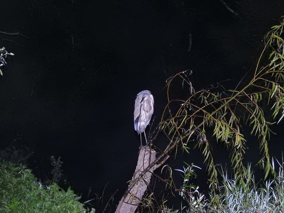 Great Blue Heron - ML612147453