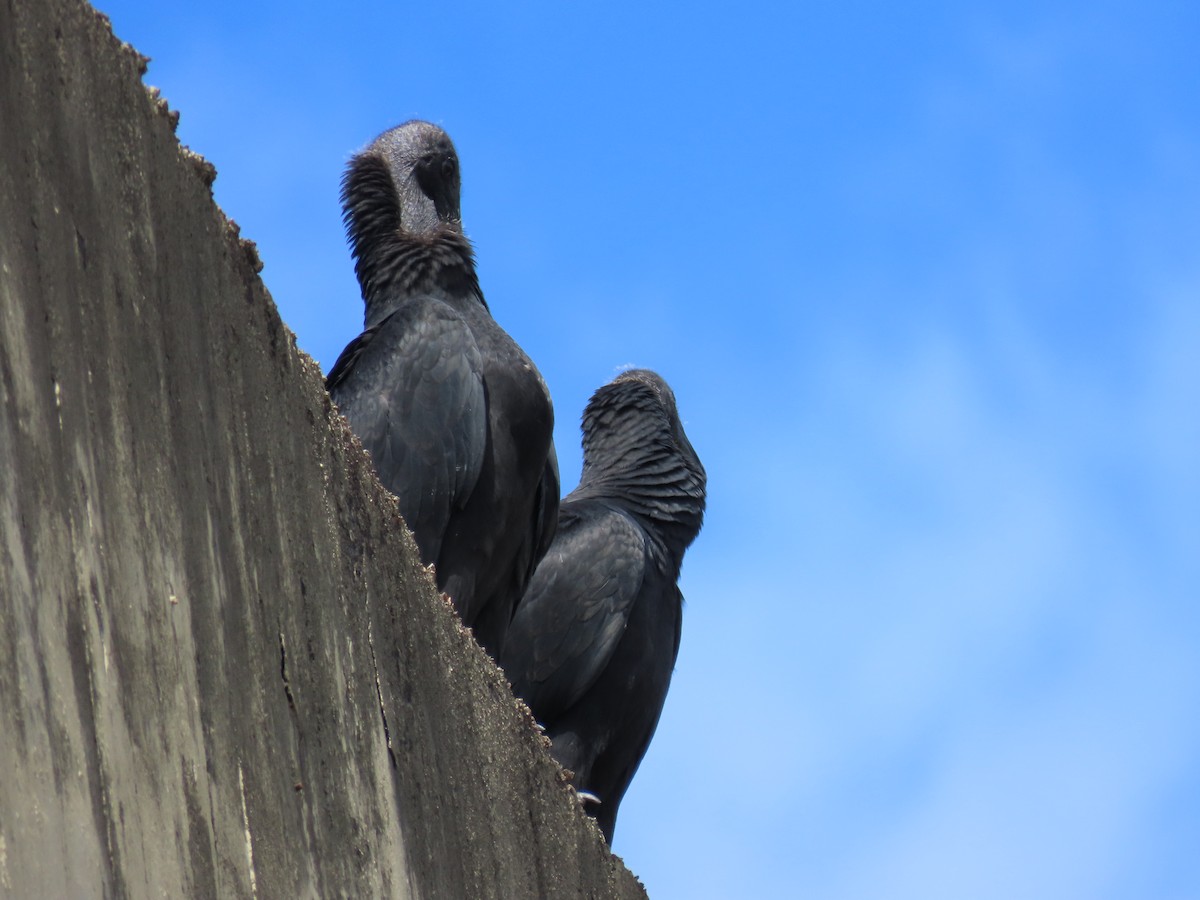 Black Vulture - ML612147465