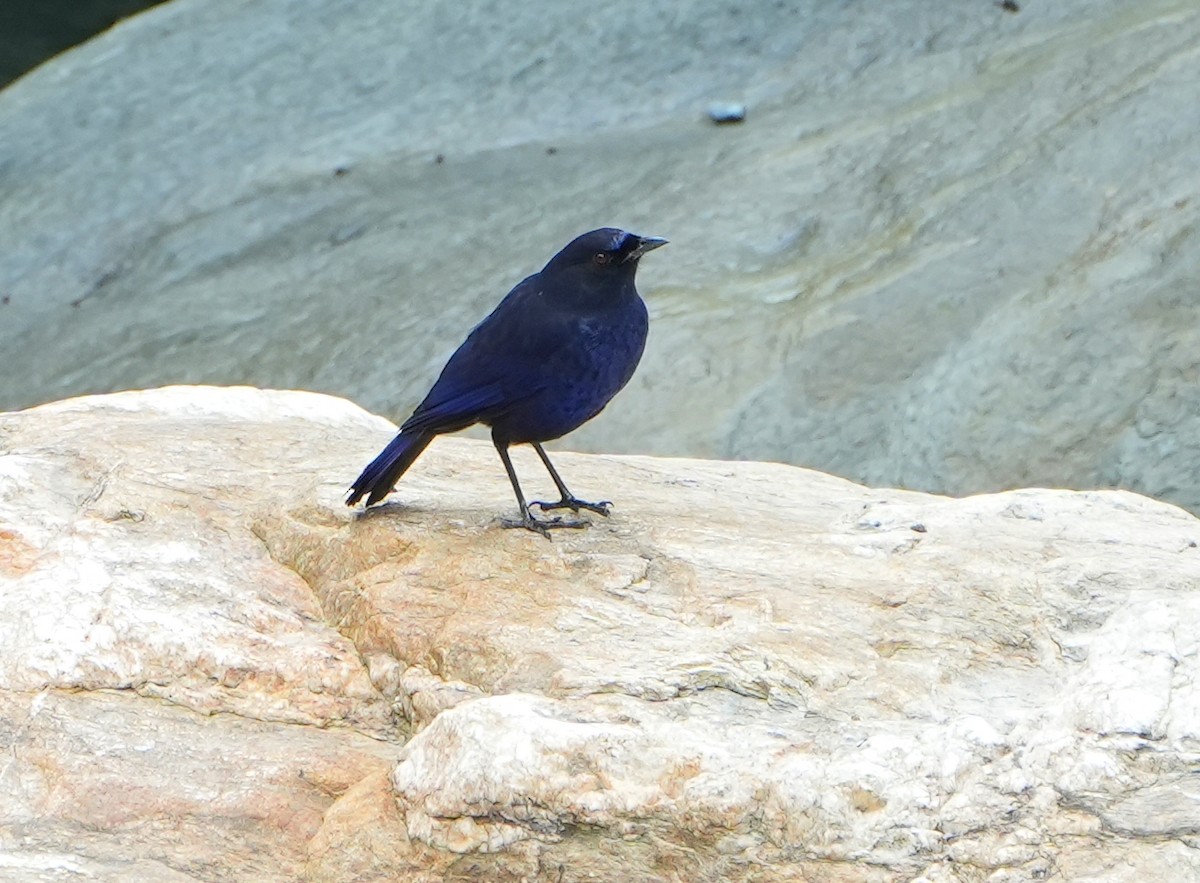 Тайваньская синяя птица - ML612147495