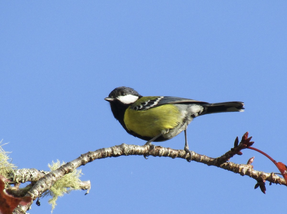 Green-backed Tit - ML612147533