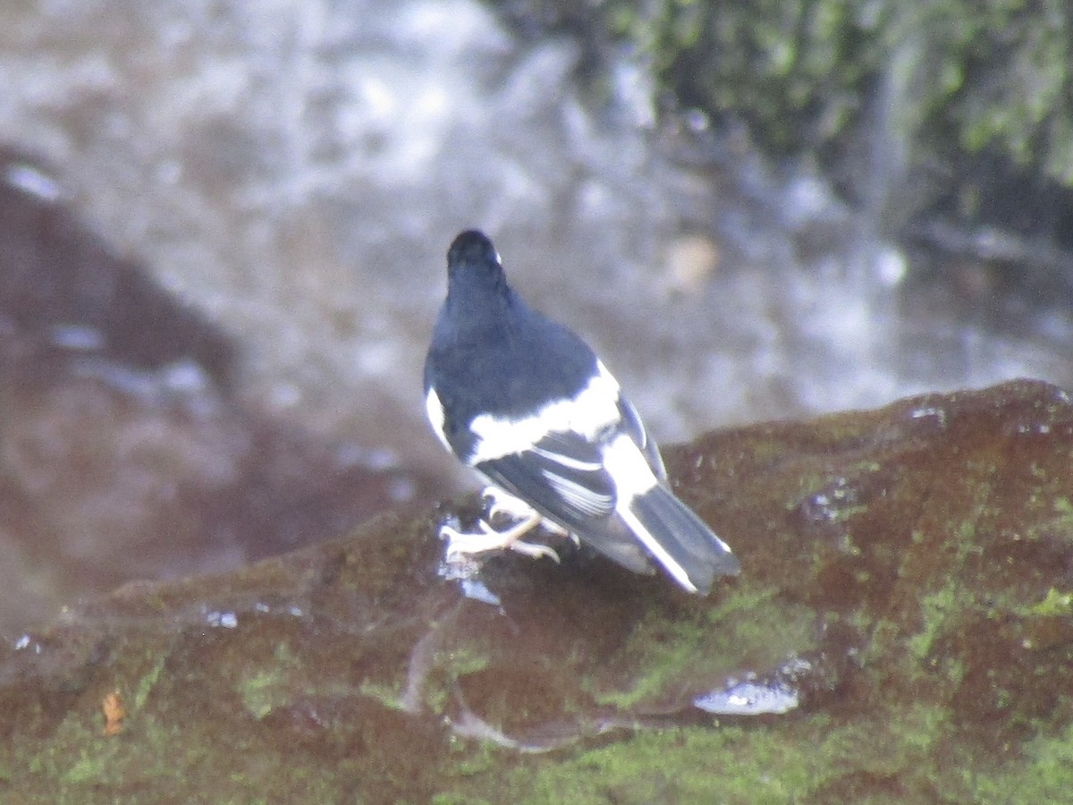 Little Forktail - ML612147534