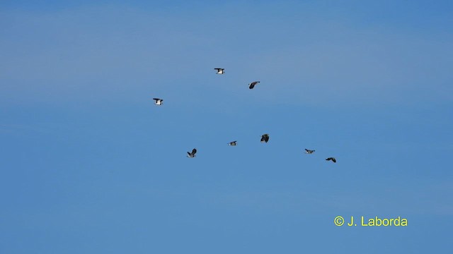 Northern Lapwing - ML612147580