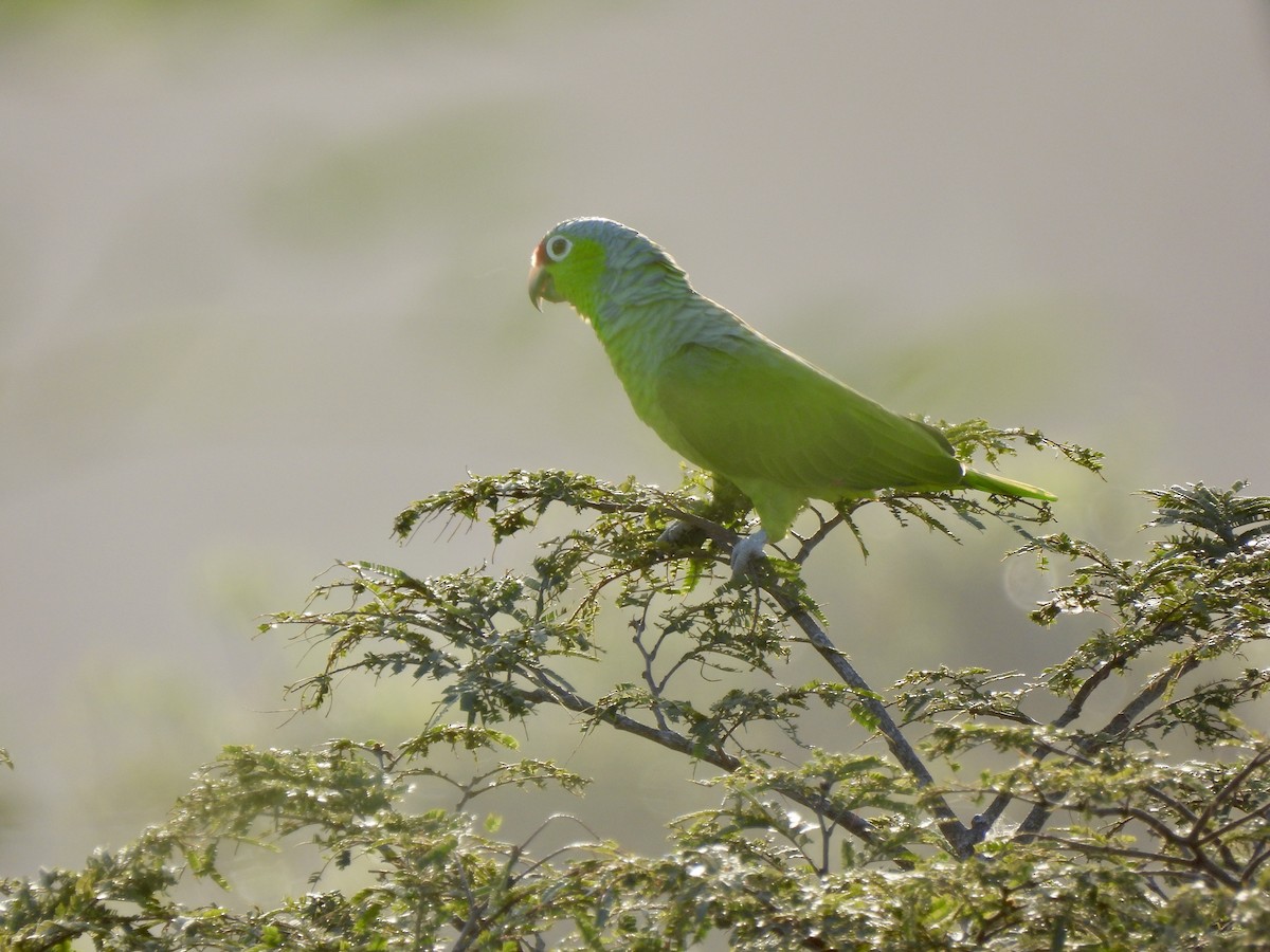 Red-lored Parrot - ML612147657