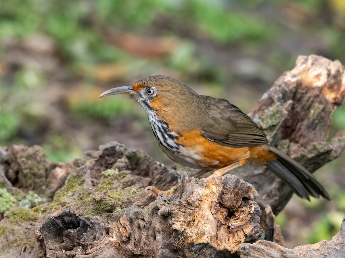 Black-streaked Scimitar-Babbler - ML612147671