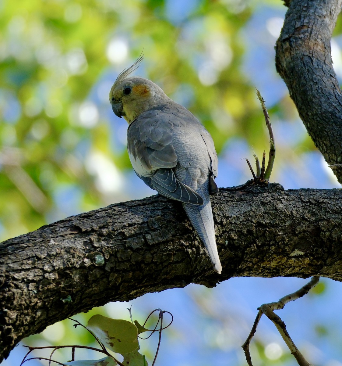 Cockatiel - ML612147709