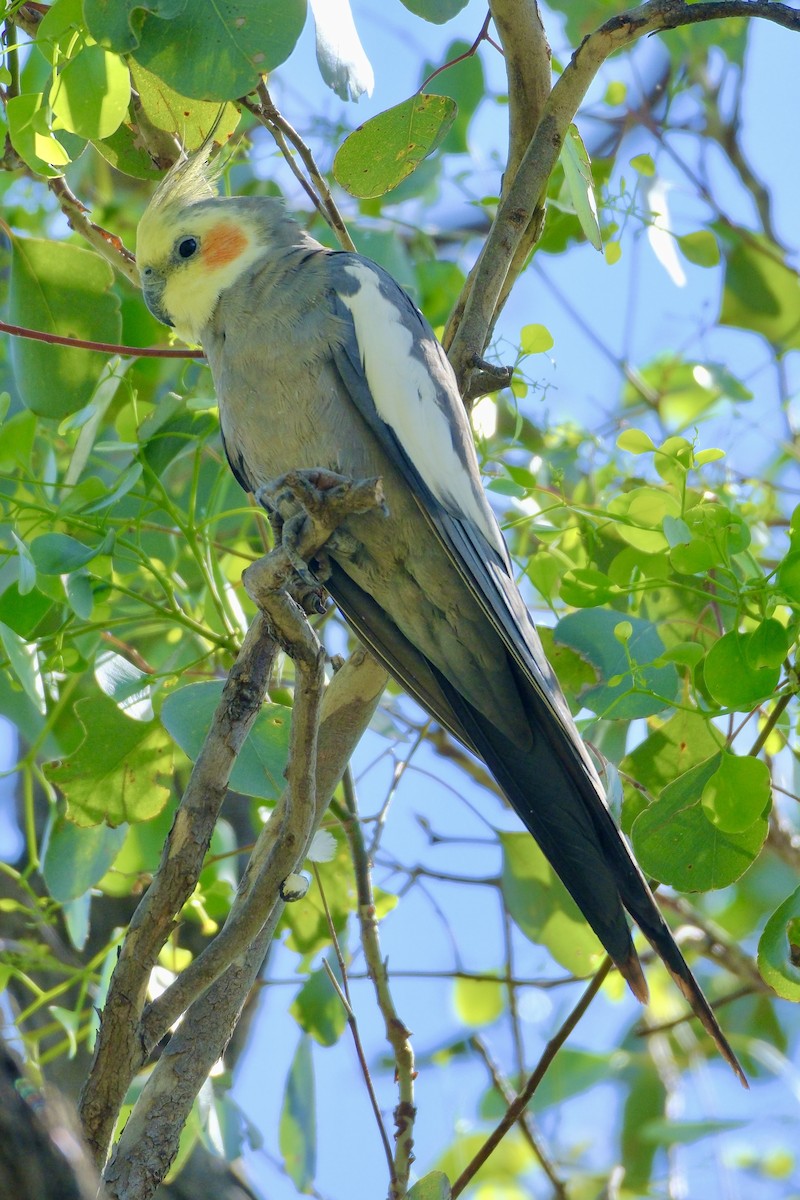 Cockatiel - ML612147710