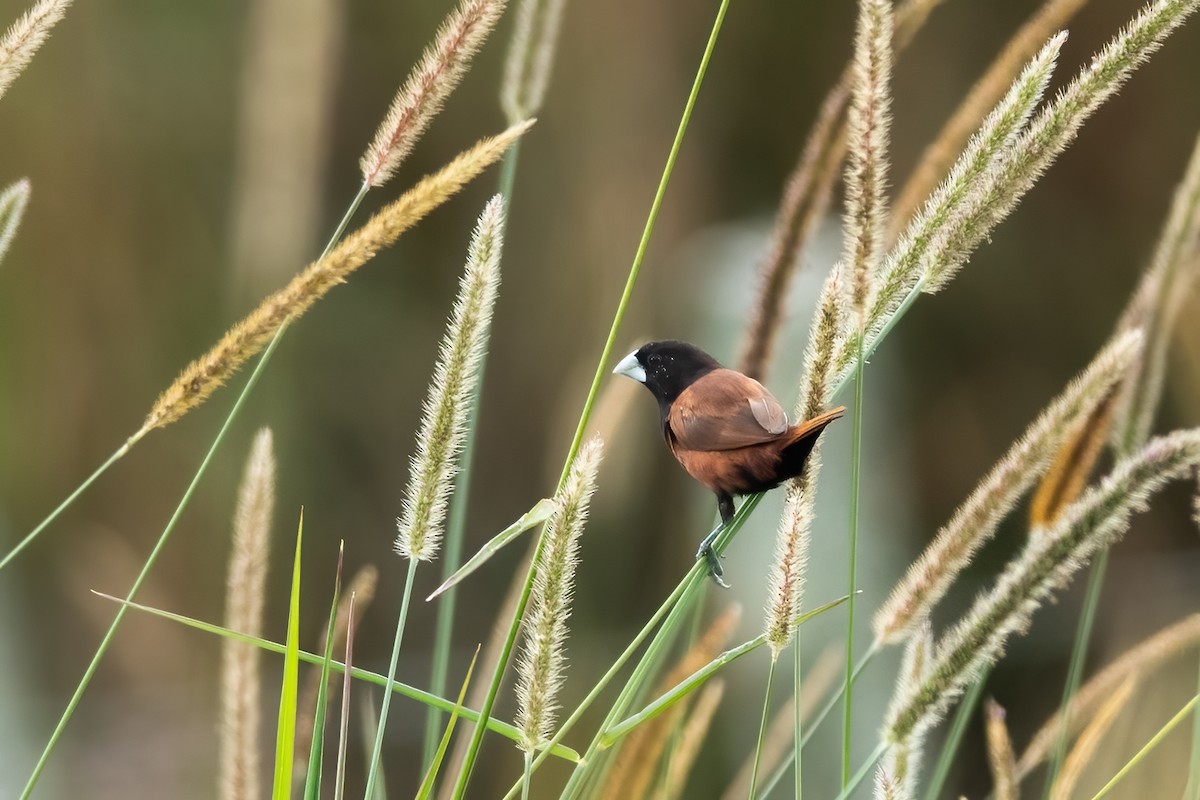 Chestnut Munia - ML612147943
