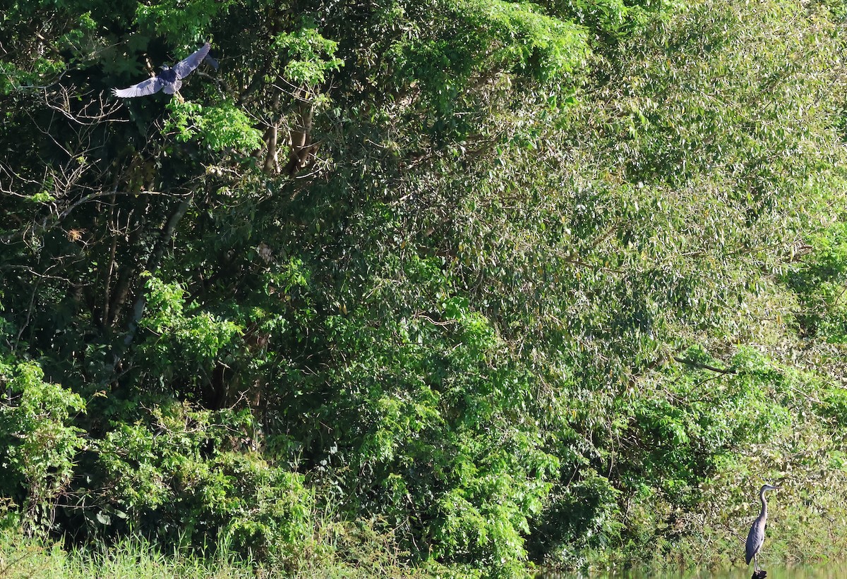 Great Blue Heron - ML612148006