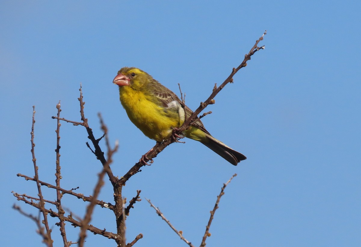 Serin à gros bec - ML612148037