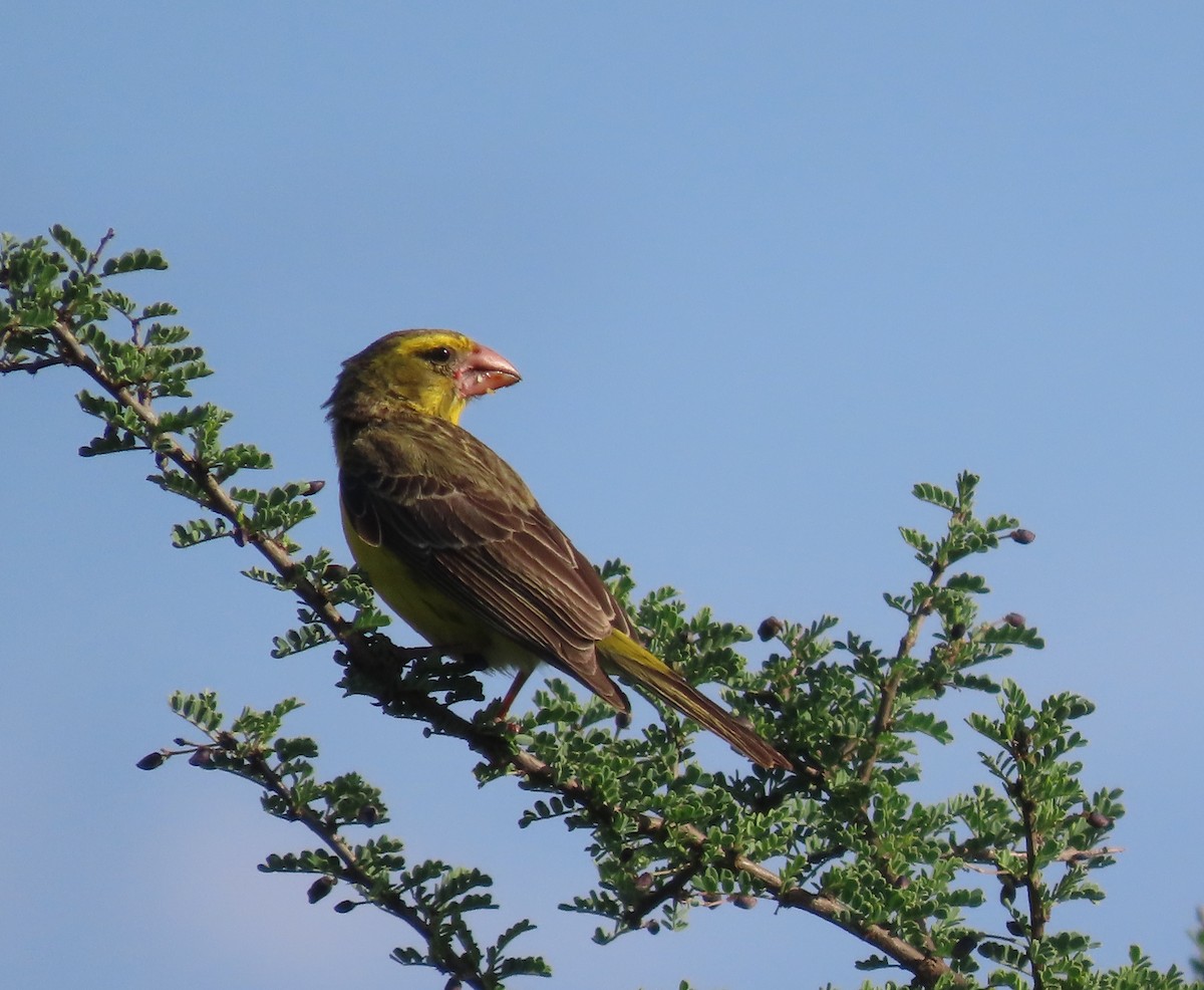 Serin à gros bec - ML612148041