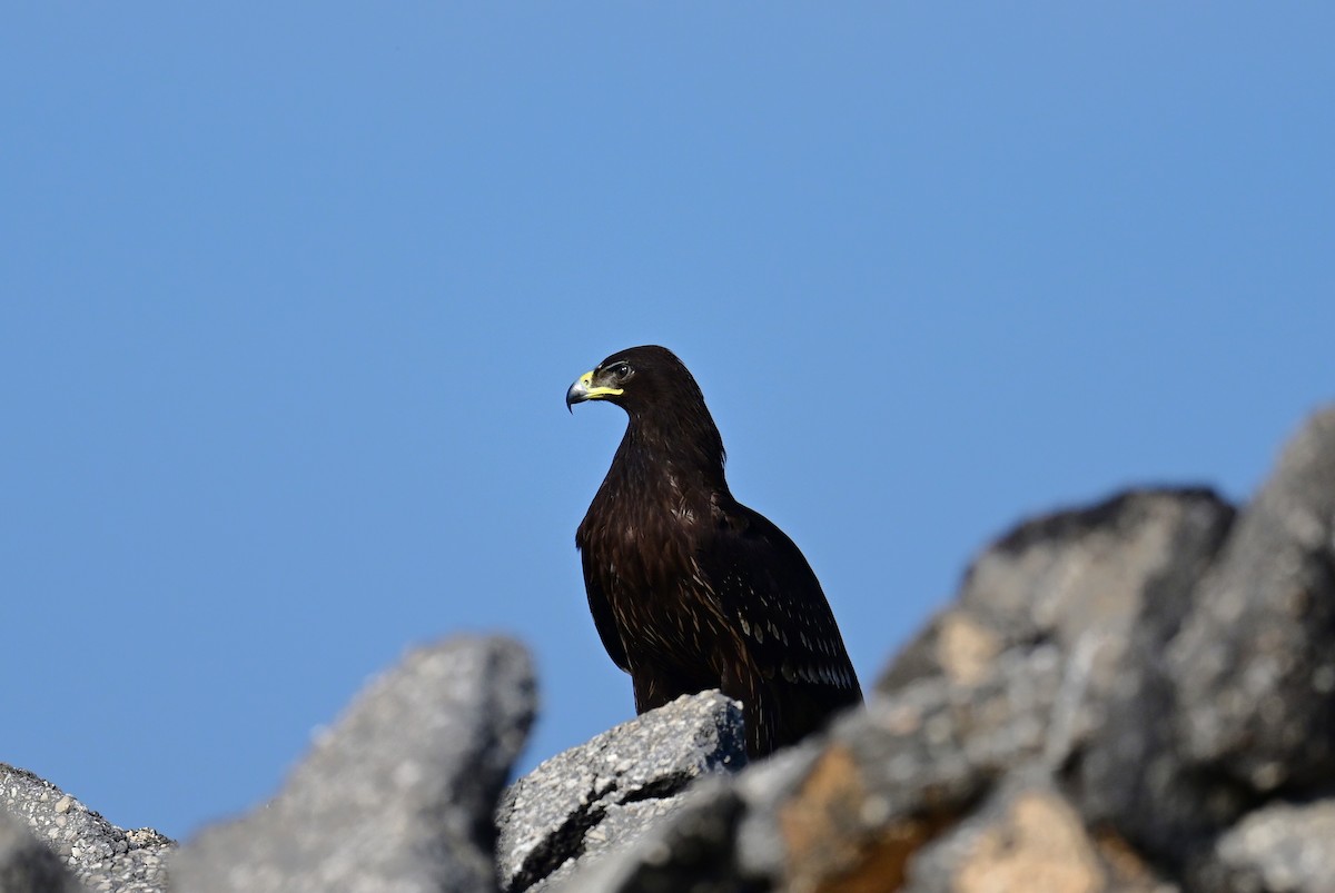 Greater Spotted Eagle - ML612148084