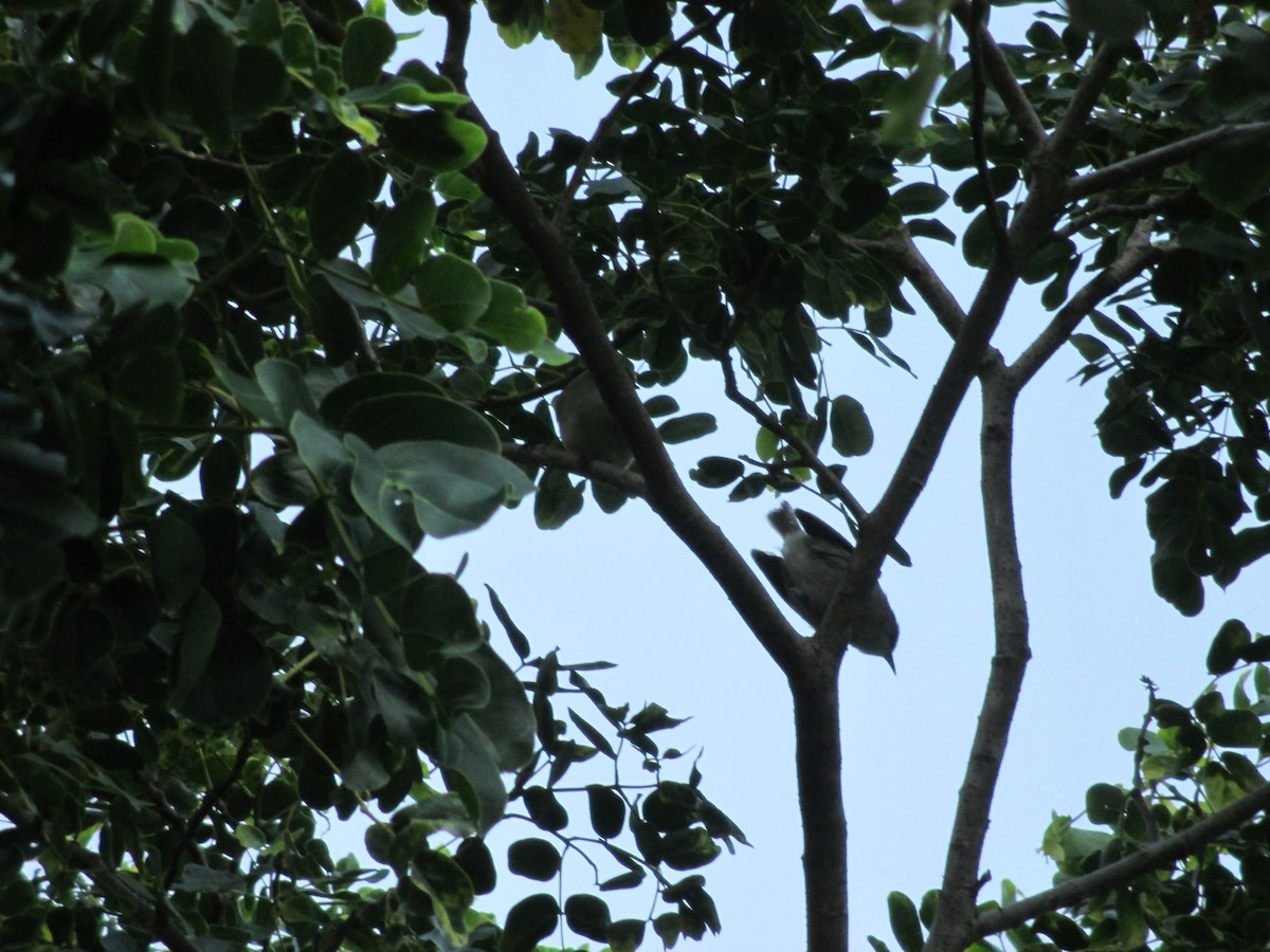 Mauritius Gray White-eye - ML612148155