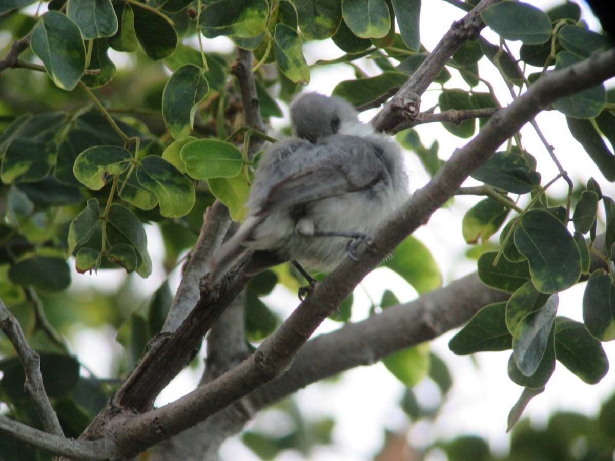 Mauritius Gray White-eye - ML612148161