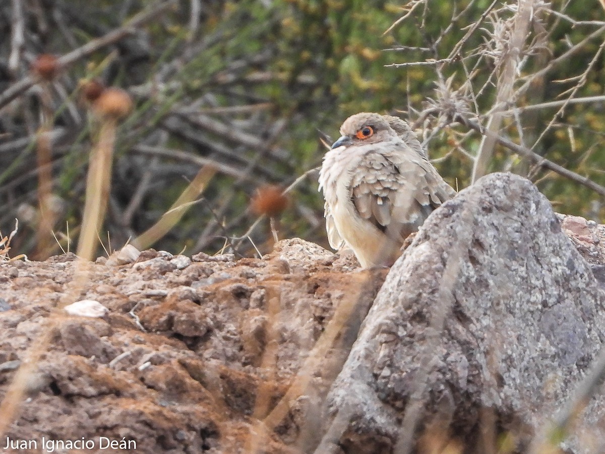 Bare-faced Ground Dove - ML612148300