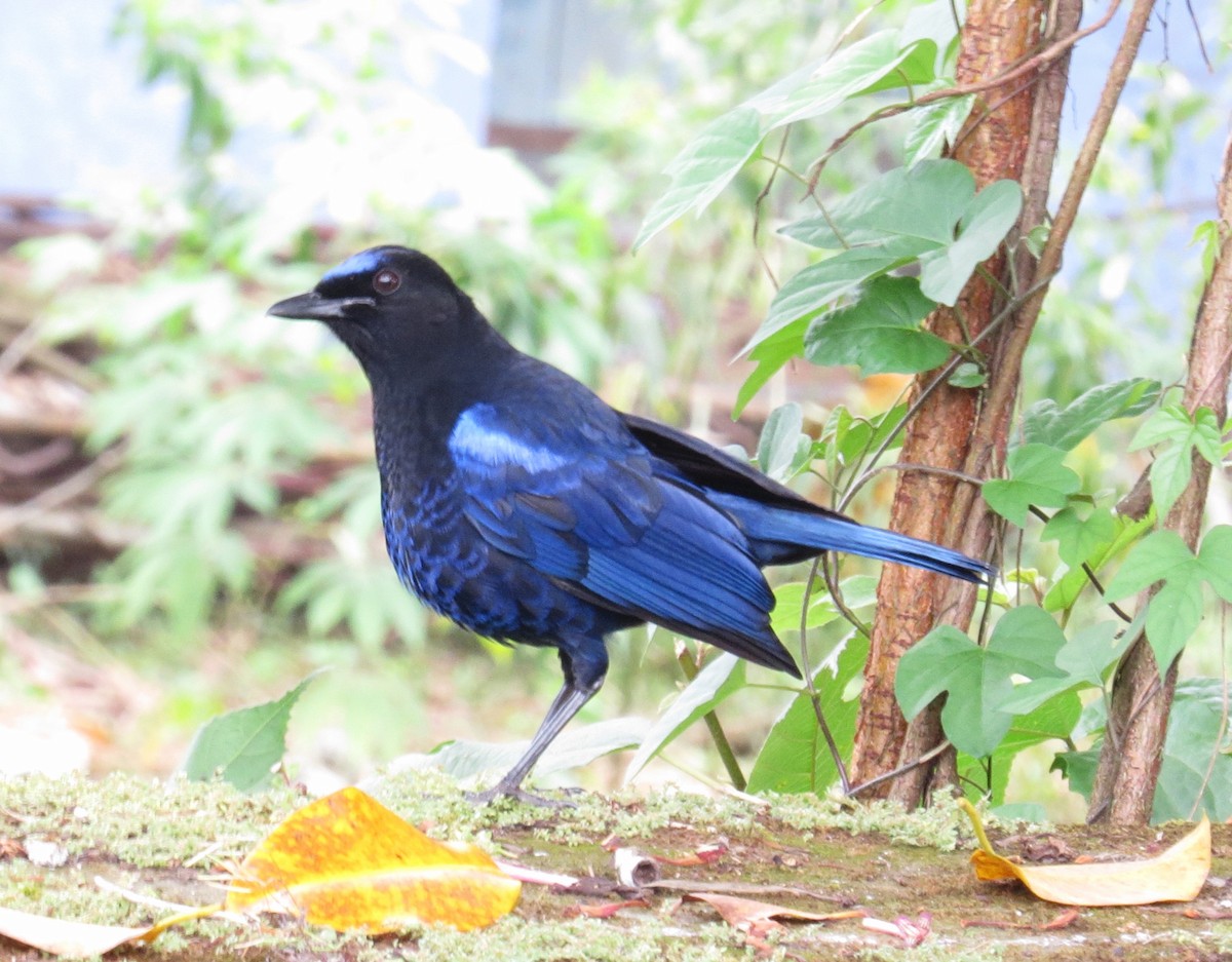 Малабарская синяя птица - ML612148346