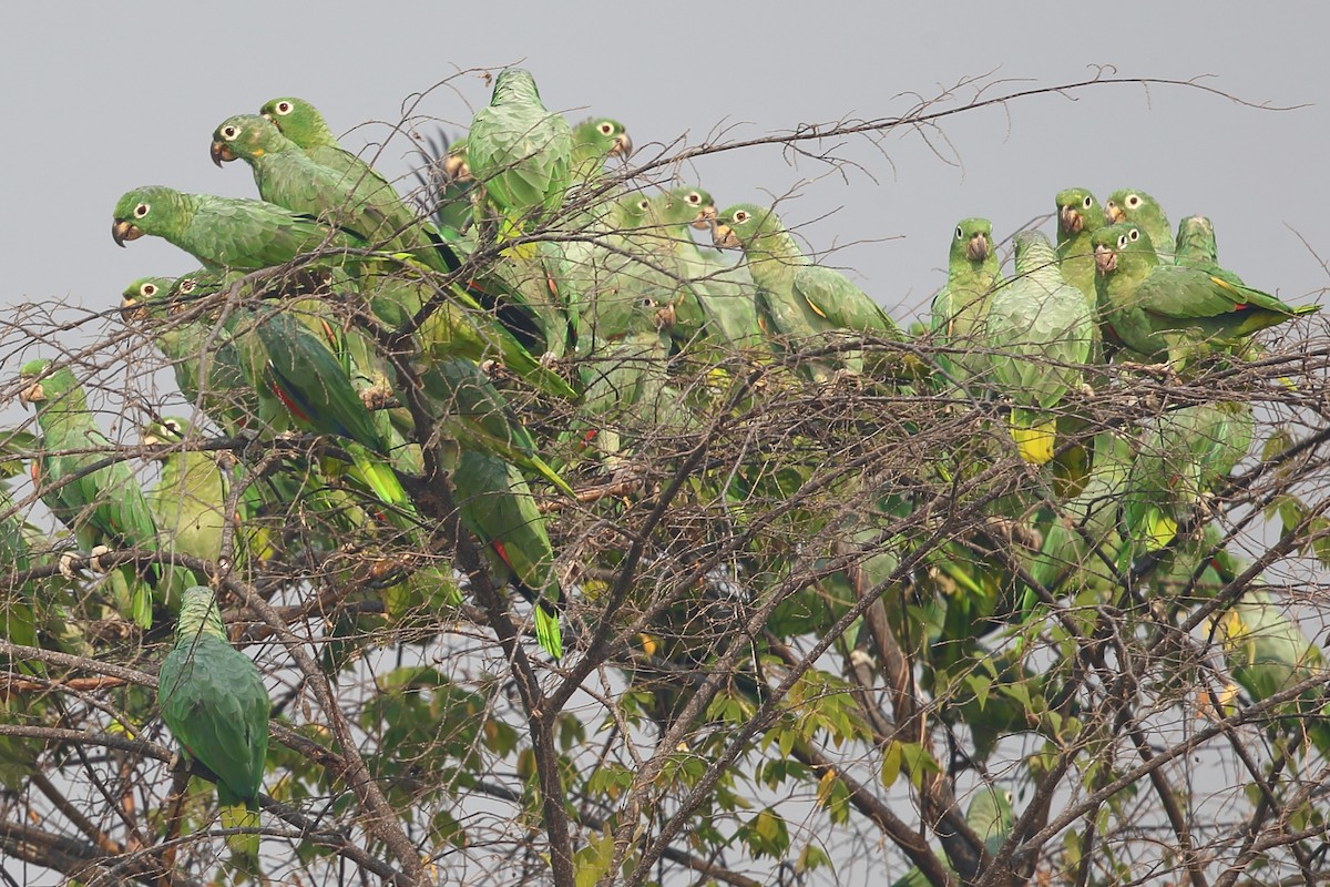 Mealy Parrot (Southern) - Josef Widmer