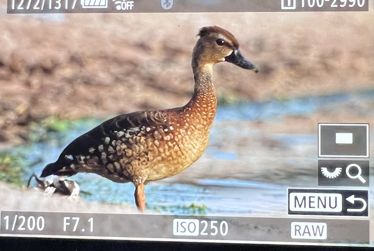 Dendrocygne tacheté - ML612148456