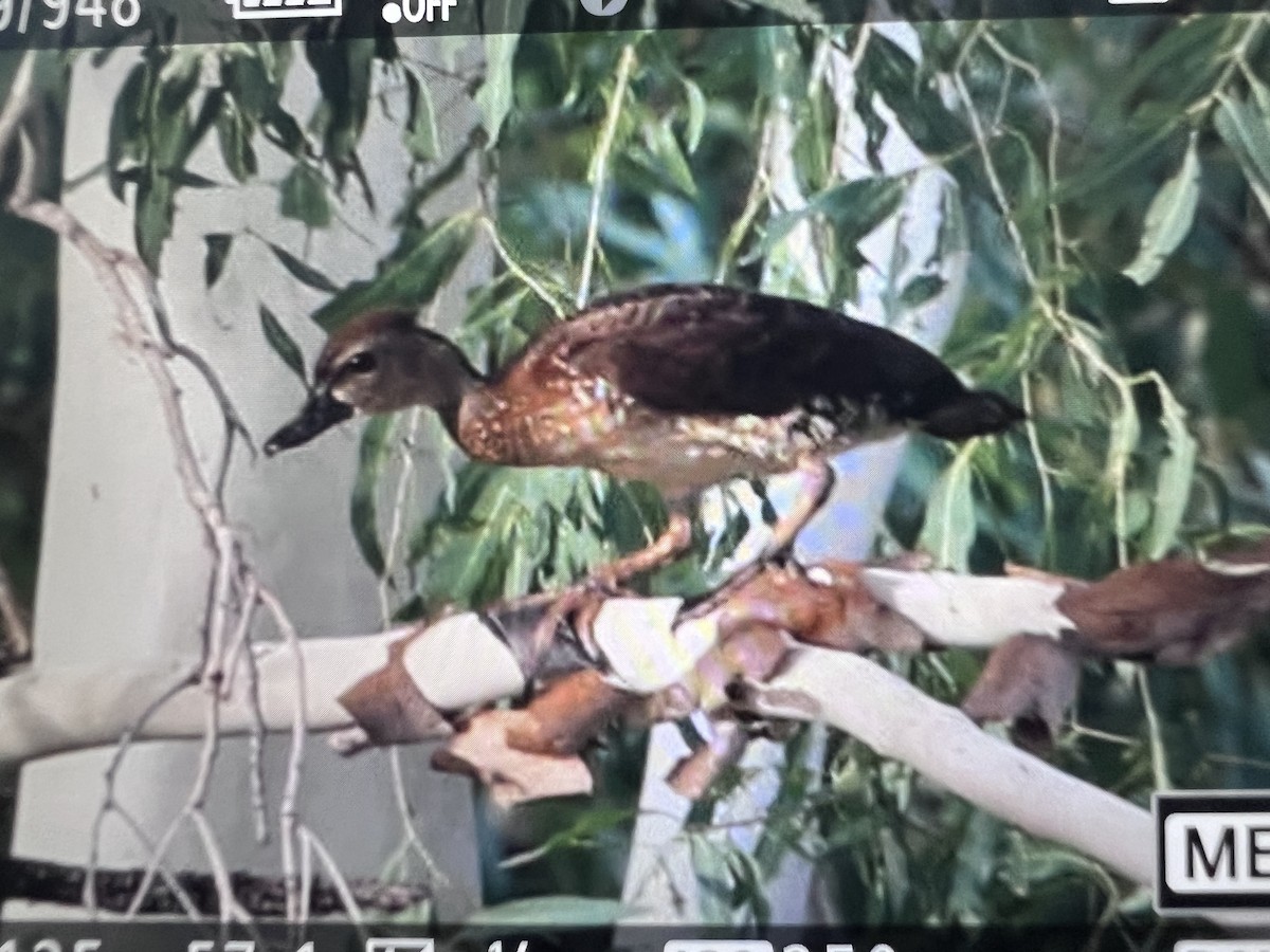 Spotted Whistling-Duck - Marc Gardner