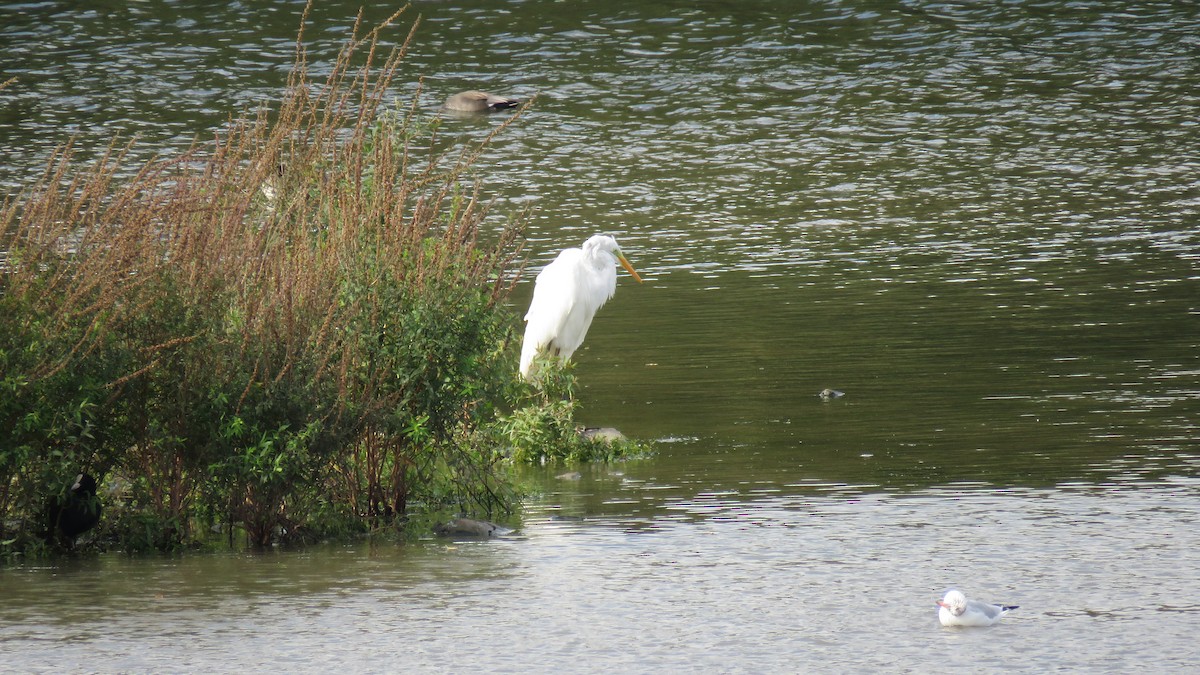 Great Egret - ML612148532