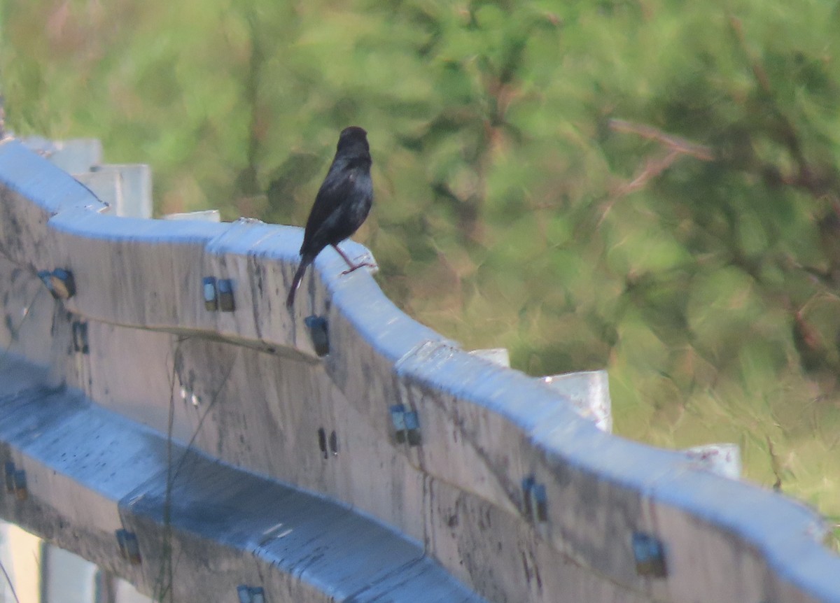 White-fronted Black-Chat - Jeff Hopkins